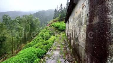 下雨天在<strong>婺源</strong>山上的茶园，中国茶山的美丽景观，超级慢动作